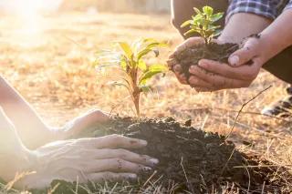 Zwei Menschen pflanzen einen Baumsetzling in einen kleinen Erdhügel.