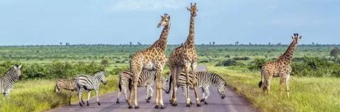 Drei Giraffen und fünf Zebras spazieren über eine Straße in einer weiten grünen Savannen-Landschaft