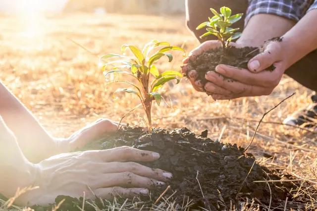 Zwei Menschen pflanzen einen Baumsetzling in einen kleinen Erdhügel.