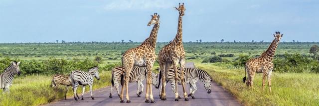 Drei Giraffen und fünf Zebras spazieren über eine Straße in einer weiten grünen Savannen-Landschaft