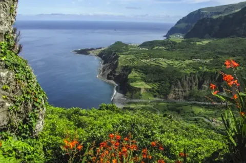 Blick über eine grüne Küstenlandschaft am Meer von oben. Im Vordergrund wachsen orangene Blumen. 