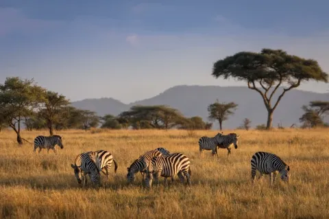 Zebras grasen in der getrockneten Savanne mit einzelnen Bäumen im Hintergrund und blauem Himmel