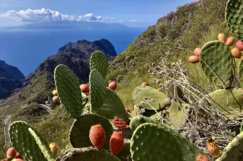Blick auf große Kakteenpflanzen mit roten Kakteenfrüchten. Die Pflanzen wachsen an einem steilen Hang. Im Hintergrund sind felsige Berge zu sehen. 
