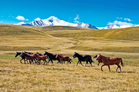 Eine Herde Pferde läuft von rechts nach links über eine karge Steppenlandschaft. Im Hintergrund sind schneebedeckte Berge zu sehen. 