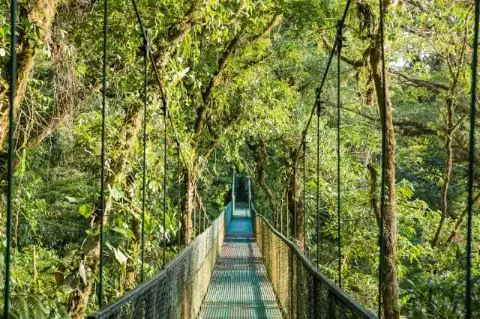 Eine Hängebrücke führt über eine kleine Schlucht im grünen Regenwald. 