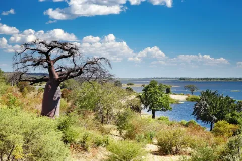 Ein trockener, alter Baum steht in einer Steppenlandschaft neben dem Blick auf den Chobe Fluss. 
