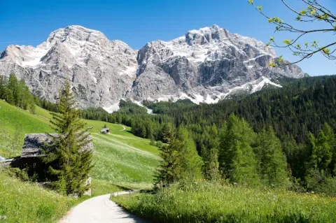 Wanderweg durch eine blumige Alpenwiese mit Blick auf felsige Gipfel der Dolomiten. 