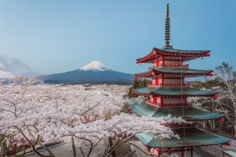 Blick auf viele Kirschbäume in rosaroter Kirschblüte um eine japanische Pagode. Im Hintergrund ist der Vulkan Fuji zu sehen. 