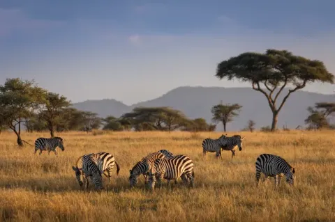 Eine Gruppe Zebras steht auf einer Steppe mit vereinzelten Bäumen. Im Hintergrund sind Hügel zu erkennen. 