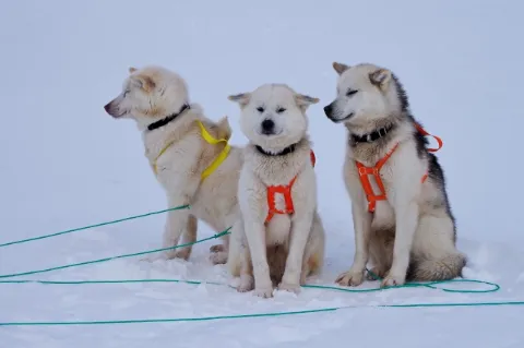 Drei weiß-schwarze Huskies sitzen im Schnee. Sie haben ein buntes Geschirr umgeschnallt.