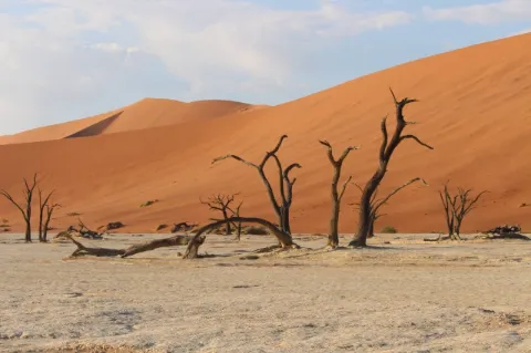 Blattlose bäume stehen in der Wüste. Die Landschaft ist karg. Eine große, orangene Düne ist im Hintergrund.