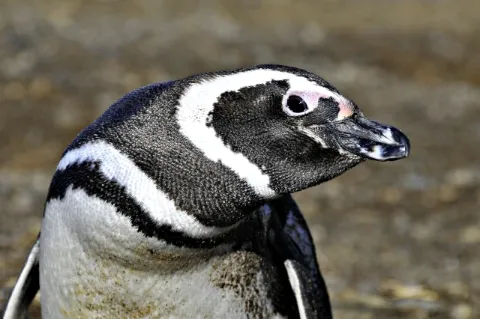 Ein Pinguin legt den Kopf schief und schaut in die Kamera. 