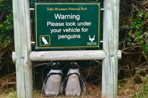 Zwei Pinguine sitzen unter einem Schild. Darauf steht, man solle unter seinem Auto nach Pinguinen schauen. 
