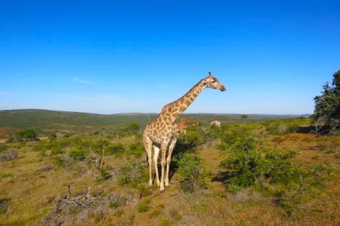 Eine Giraffe steht in der Mitte des Bildes und schaut nach links. Die Landschaft ist eher grün.