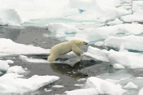 Ein Eisbär springt von einer Eisscholle zur nächsten. Im Wasser treiben viele Eisschollen.