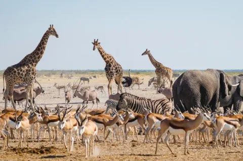 Elefanten, Zebras, Giraffen und Antilopen stehen kreuz und quer in der Savanne
