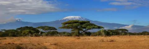 Schneebedeckter Berg liegt hinter einer Savannenlandschaft mit einzelnen grünen Bäumen