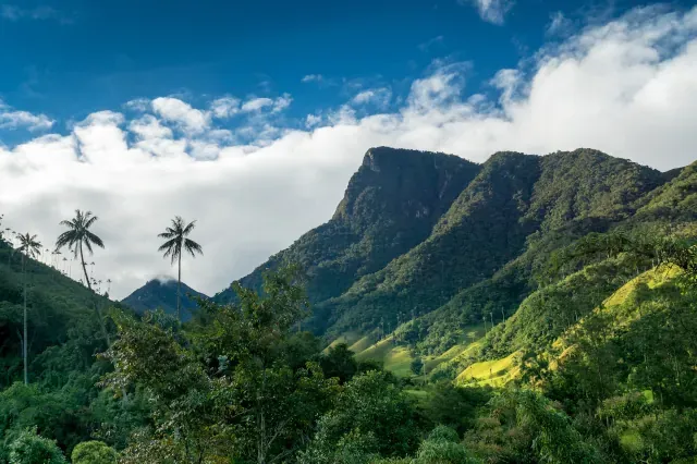 Grüne Berghänge mit drei Wachspalmen unter blauem Himmel mit Wolken