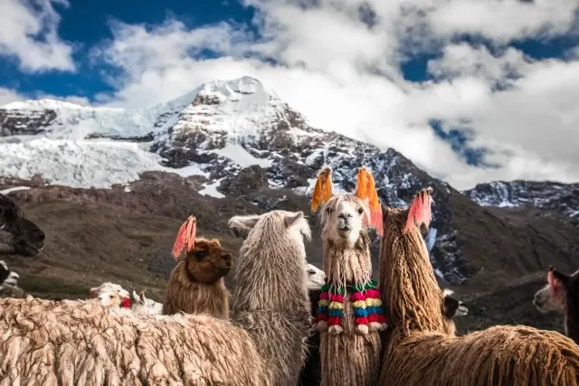 Eine Gruppe Llamas steht vor einem Schneebedeckten Berg in den Anden. Eines der Llamas schaut in die Kamera.