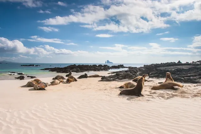 Auf einem weißen Sandstrand mit ein paar Steinen liegt eine Gruppe Robben und entspannt sich.
