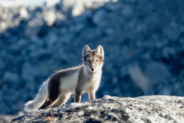 Ein Polarfuchs schaut direkt in die Kamera. Er hat weiß-graues Fell und steht auf einem Felsen.