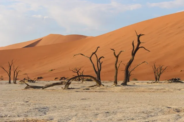 Blattlose bäume stehen in der Wüste. Die Landschaft ist karg. Eine große, orangene Düne ist im Hintergrund.