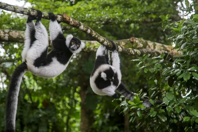 Zwei schwarz weiße Vari hängen in einem Wald an einem Ast im Baum. Die Blätter sind grün.