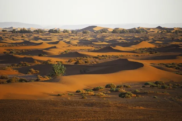 Eine Wüste aus orangefarbigen Sanddünen. Vereinzelt gibt es grüne Sträucher.