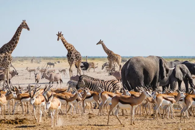 Auf dichtem Raum tummeln sich, Giraffen, Elefanten, Gazellen, Zebras und Strauße. Der Boden ist trocken.