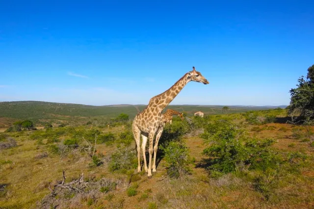 Eine Giraffe steht in der Mitte des Bildes und schaut nach links. Die Landschaft ist eher grün.