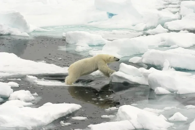 Ein Eisbär springt von einer Eisscholle zur nächsten. Im Wasser treiben viele Eisschollen. 
