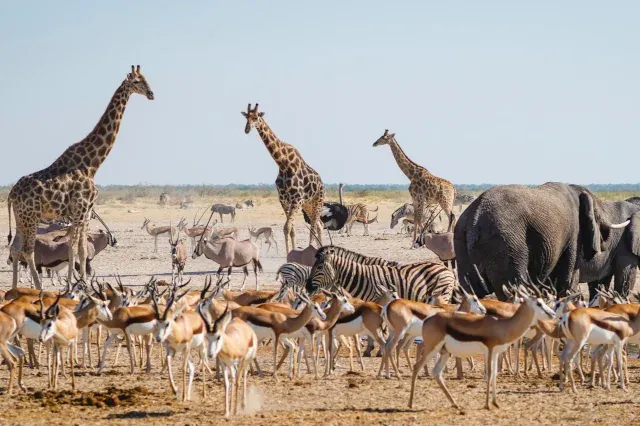 Elefanten, Zebras, Giraffen und Antilopen stehen kreuz und quer in der Savanne