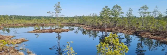 Moor mit blauem See und grünen, kargen Bäumen drum herum unter blauem Himmel