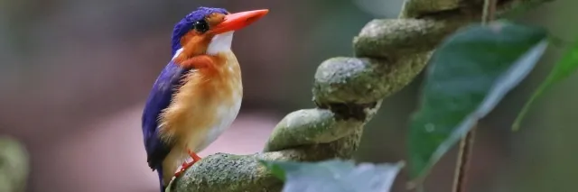 Kingsfisher im Regenwald von São Tomé