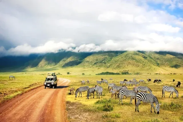 Ein weißer Jeep fährt auf einem braunen Weg links neben einer Herde Zebras vorbei. 