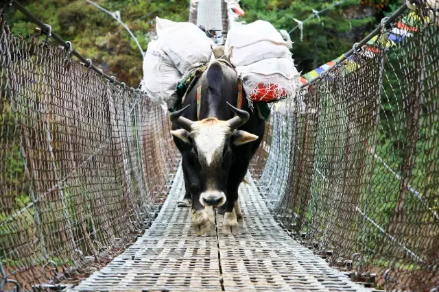 Ein Yak mit Gepäck geht über eine hängende Brücke. 
