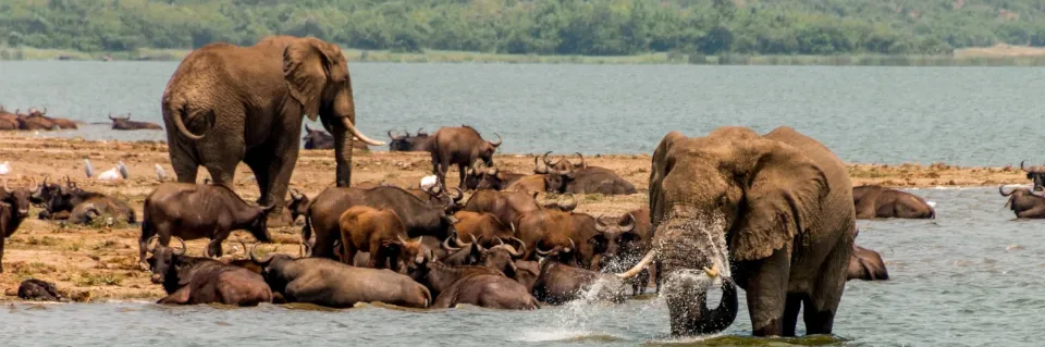Eine Herde von Elefanten stehen und liegen am Rand eines Sees. Ein Elefant steht im Wasser und spritzt damit. 