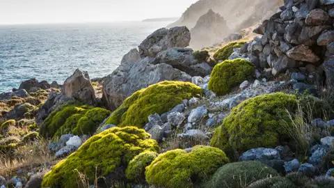 Felsige Küste mit grüner Vegetation und Blick auf das Meer.
