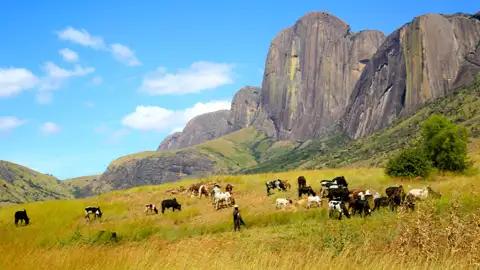 Rinderherde in einer bergigen Landschaft mit markanten Felsformationen.