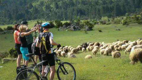Radfahrergruppe auf Radreise  pausiert während ihrer Fahrradtour, um eine Schafherde auf einer Weide zu beobachten.