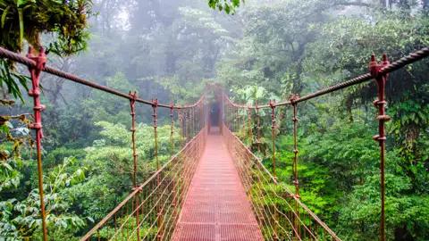Metallische Hängebrücke im Nebelwald.
