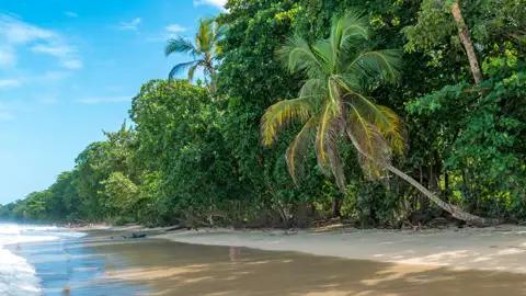Palmen am weißen Sandstrand.