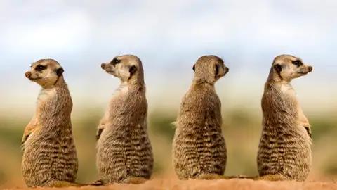 Vier Erdmännchen in der Kalahari-Wüste.