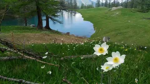 Weiße Bergblumen am Ufer eines blauen Bergsees.
