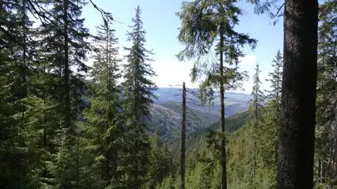 Blick durch dichte Tannen auf ein Tal in der Ferne.