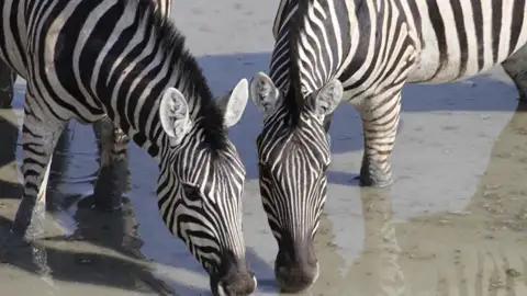 Zwei Zebras trinken Wasser.