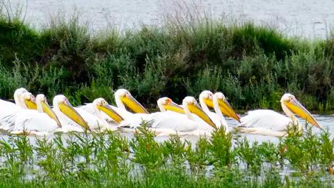 Pelikane schwimmen im Wasser.