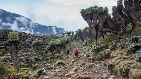 Wanderer auf einem Bergpfad, umgeben von riesigen Senecien-Pflanzen.