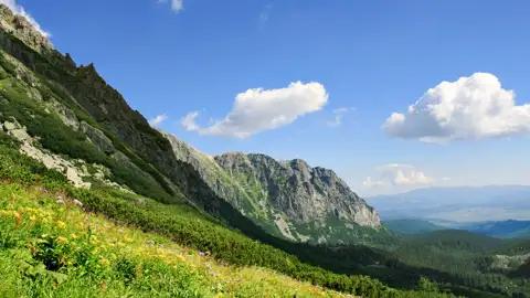Almwiese mit bunten Wildblumen und Blick auf die schroffen Bergspitzen.