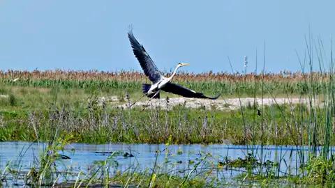 Graureiher im Flug über einem Feuchtgebiet, Teil der lokalen Fauna.